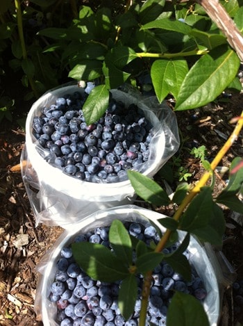 Picking Blueberries in West Michigan