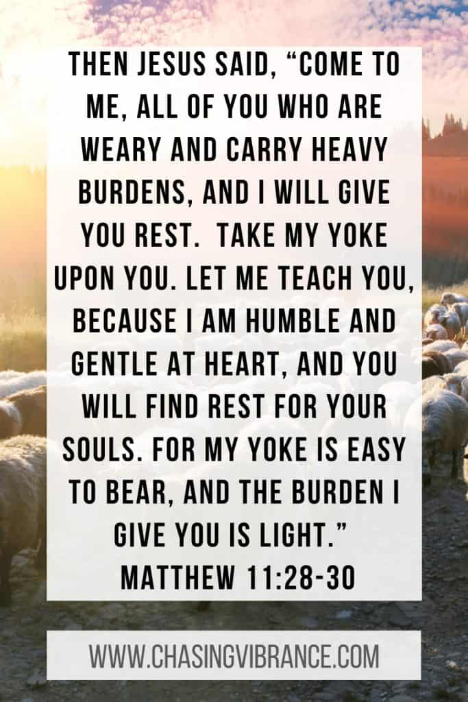 Matthew 11:28-30 TEXT on background with sheep at sunset