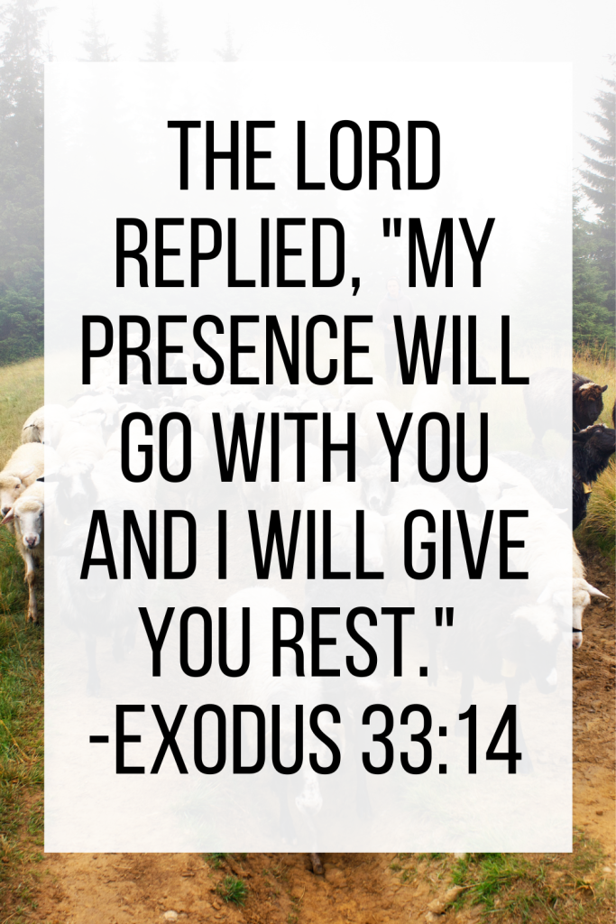 photo of sheep walking on a path with text overlay of exodus 33:14 my presence will go with you and give you rest." 